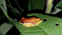 Dendropsophus rhodopeplus