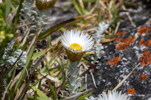 Flask Everlasting (Helichrysum retortum)