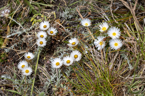 Helichrysum retortum, photograph 5