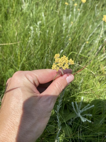 Golden Everlasting (Helichrysum auronitens)