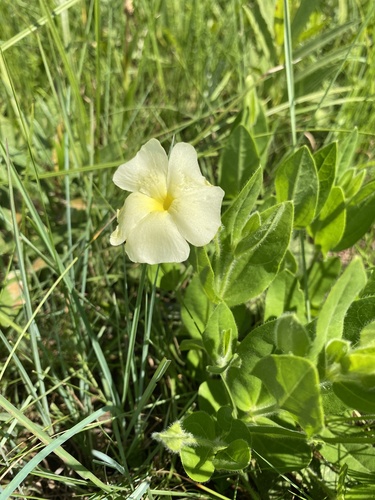 Natal Primrose (Thunbergia atriplicifolia)