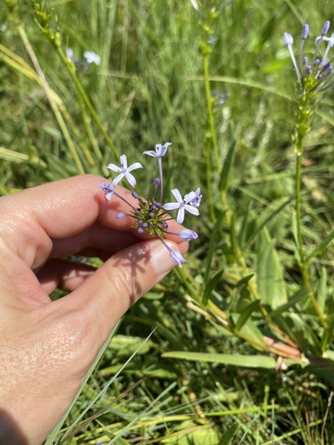 Smooth Pentanisia (Pentanisia angustifolia)