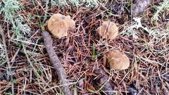 Cystoderma carcharias fallax