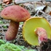 Two-colored Bolete - Photo (c) Fluff Berger, some rights reserved (CC BY-SA), uploaded by Fluff Berger