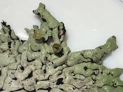 Hypogymnia occidentalis