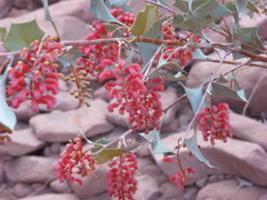 Grevillea wickhamii
