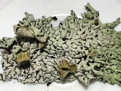 Hypogymnia occidentalis