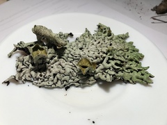 Hypogymnia occidentalis
