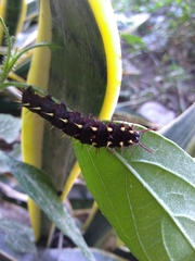 Siproeta epaphus epaphus