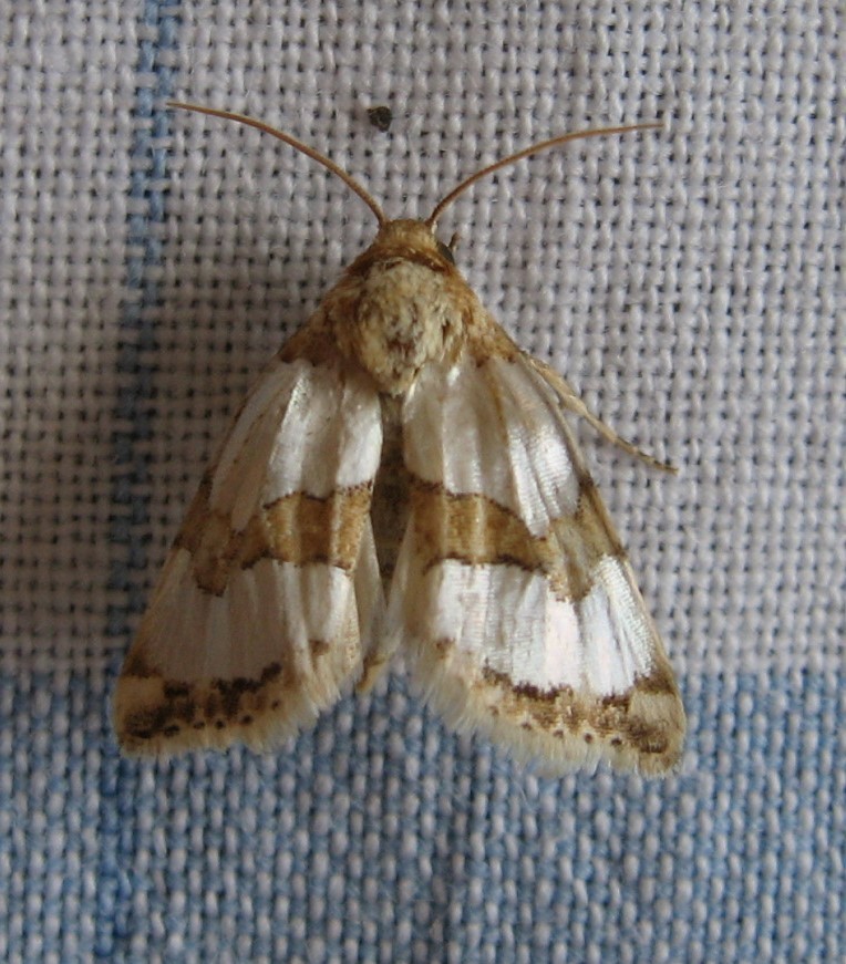 Chrysellus Flower Moth