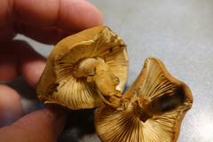 Cystoderma carcharias fallax