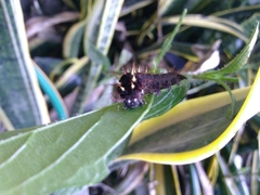 Siproeta epaphus epaphus