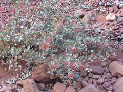 Grevillea wickhamii