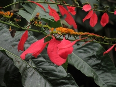Warszewiczia coccinea
