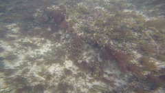 Yellowtail Parrotfish