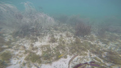Yellowtail Snapper