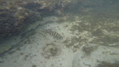 Sheepshead
