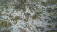 Bandtail Puffer