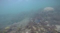 Doctorfish