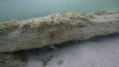 Spotfin Butterflyfish
