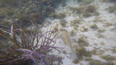 Scrawled Cowfish