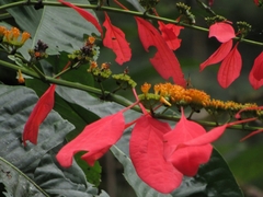 Warszewiczia coccinea