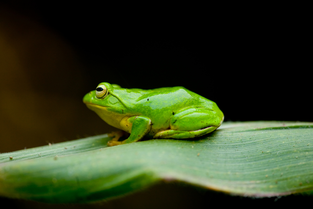 Japanese Gliding Frog