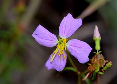 Rhexia mariana mariana