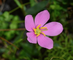 Sabatia grandiflora