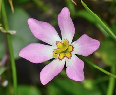 Sabatia stellaris