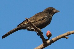 White-Billed Buffalo Weaver photo 4