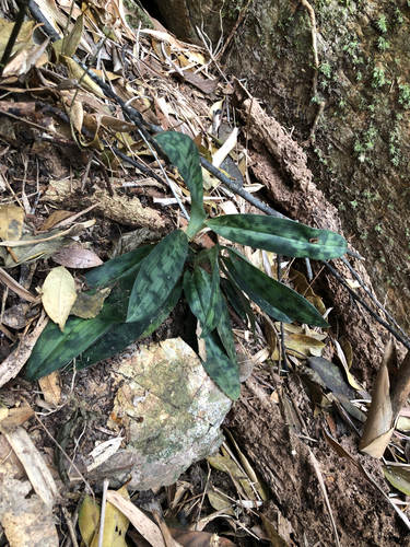 Paphiopedilum purpuratum, 2026-02-10