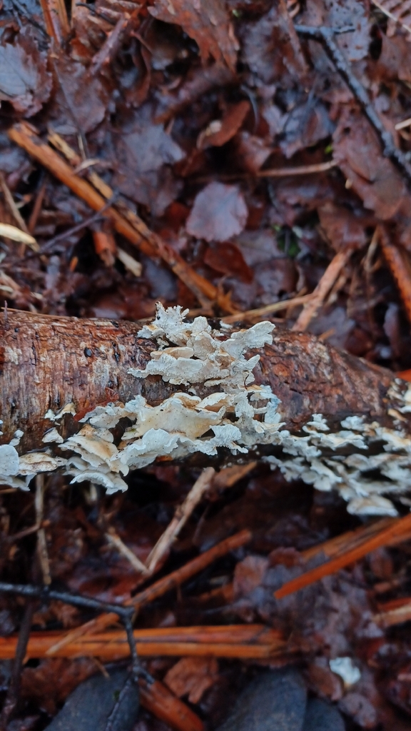 Plicatura crispa · February 2026 · photo: © maybeelizabeth (iNaturalist, cc0)