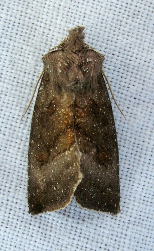 Aster Borer photo 3