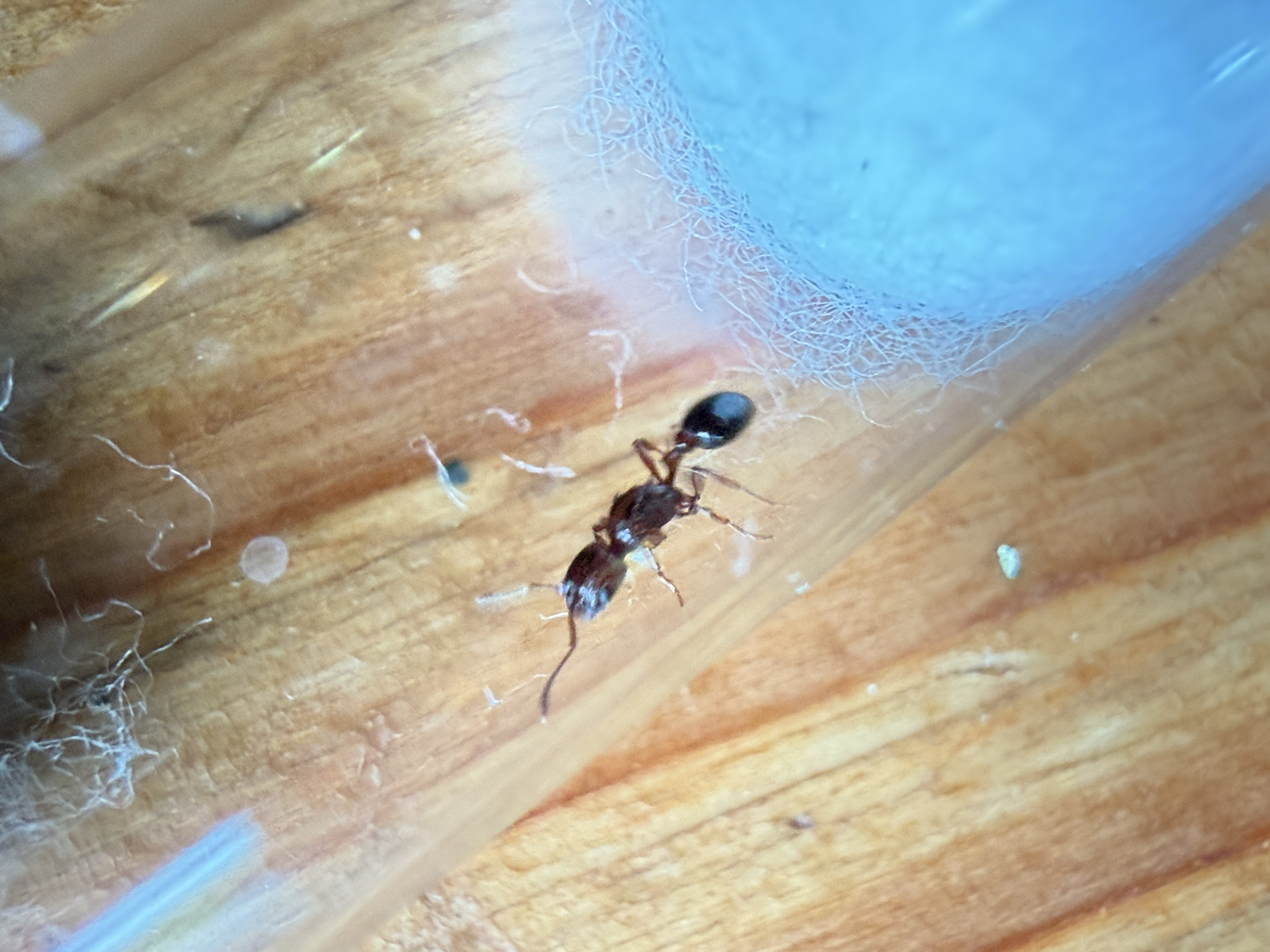Patagonomyrmex odoratus