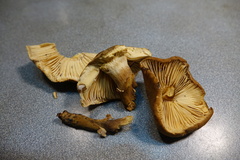 Cystoderma carcharias fallax