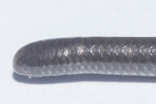 Peter's Thread Snake