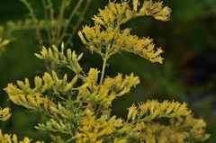 Solidago chapmanii