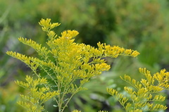 Solidago chapmanii
