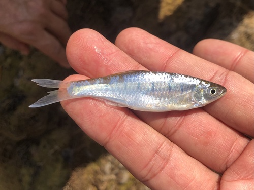 Korat-danio (Opsarius koratensis) — Cyprinidae — 2