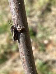 Virbia polyphron
