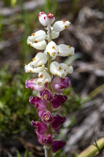 Foreland Viooltjie (Lachenalia peersii)