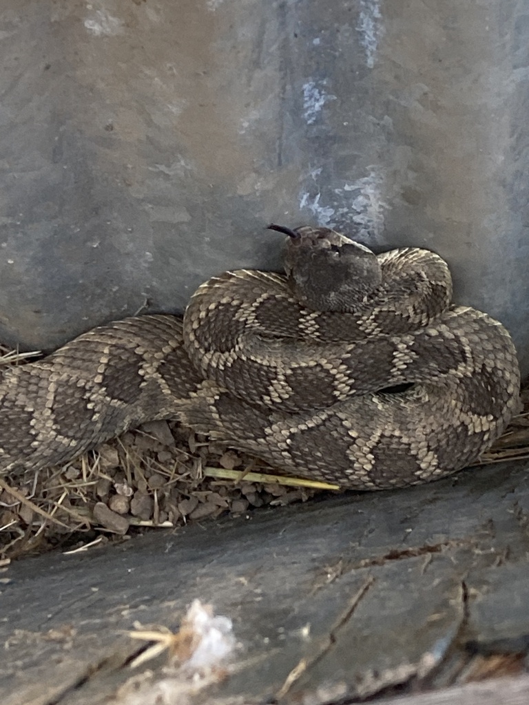 Southern Pacific Rattlesnake from Santa Ynez, CA, US on February 8 ...