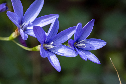 Blue-sequins (Geissorhiza aspera)