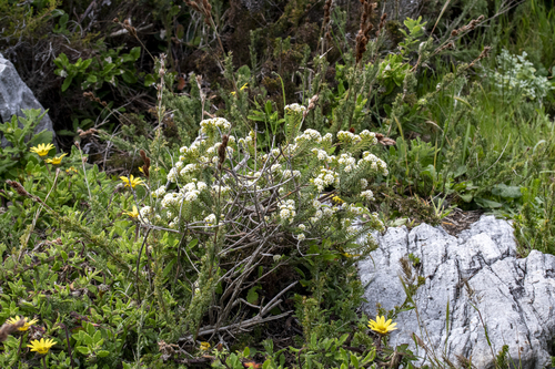 Mountain Carnation (Lachnaea densiflora)
