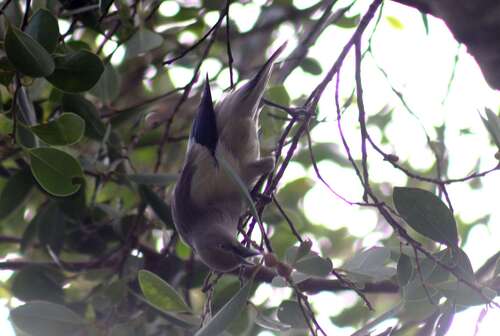 White-shouldered Starling (Sturnia sinensis), photo 2