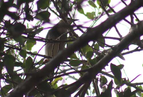 Red-billed Starling (Spodiopsar sericeus), photo 7