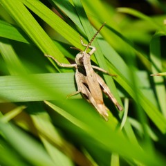 Chloealtis conspersa