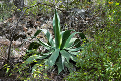 Agave maximiliana