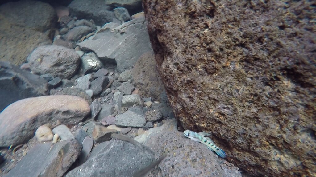 fatsnout rockclimbing goby